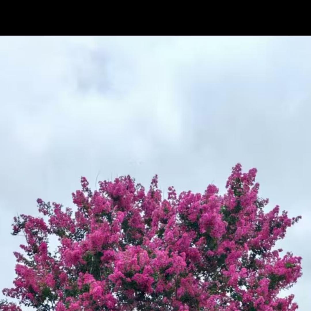 婷杰花木园艺小铺
