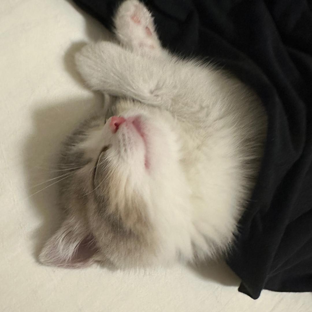 肉松小贝🐱