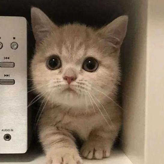 宋铁猫⛵️528