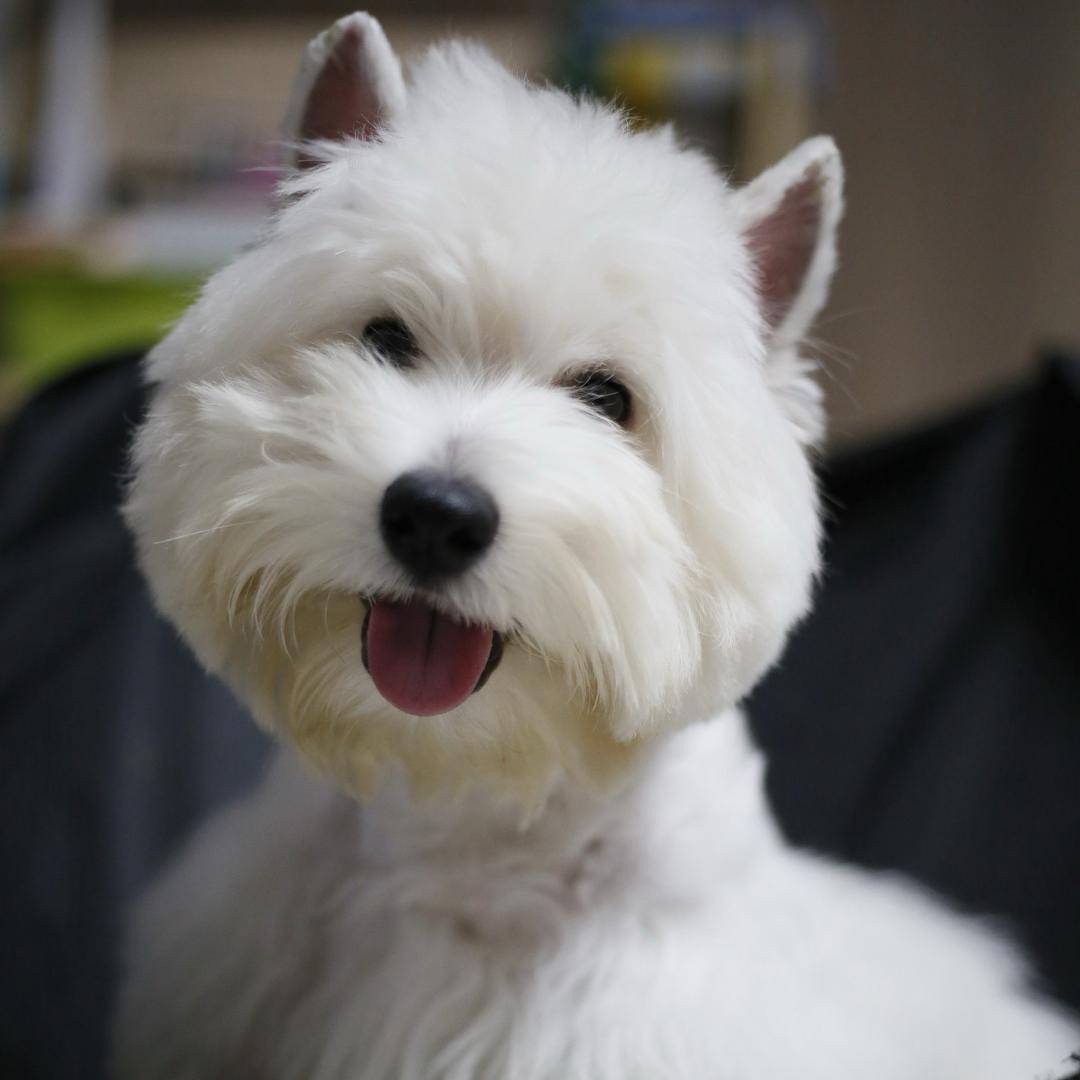 蛋卷是一只西瓜地🐶🍉