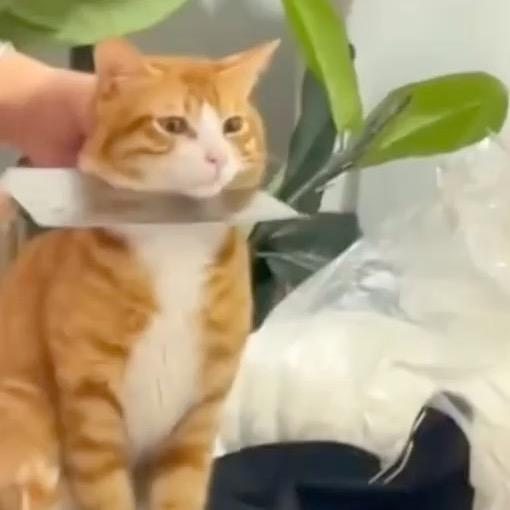 KK🐈🐈