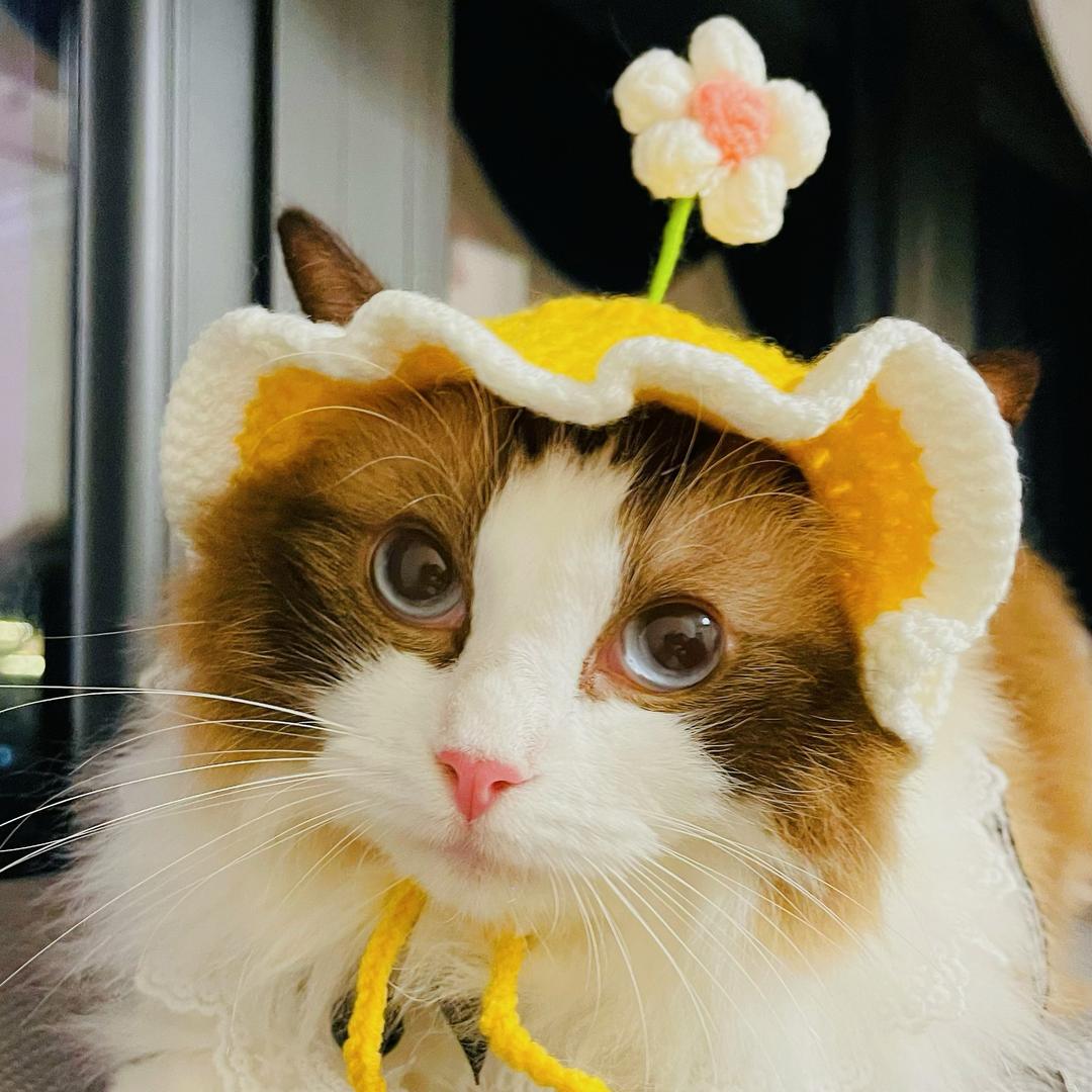 八宝是只猫🐈