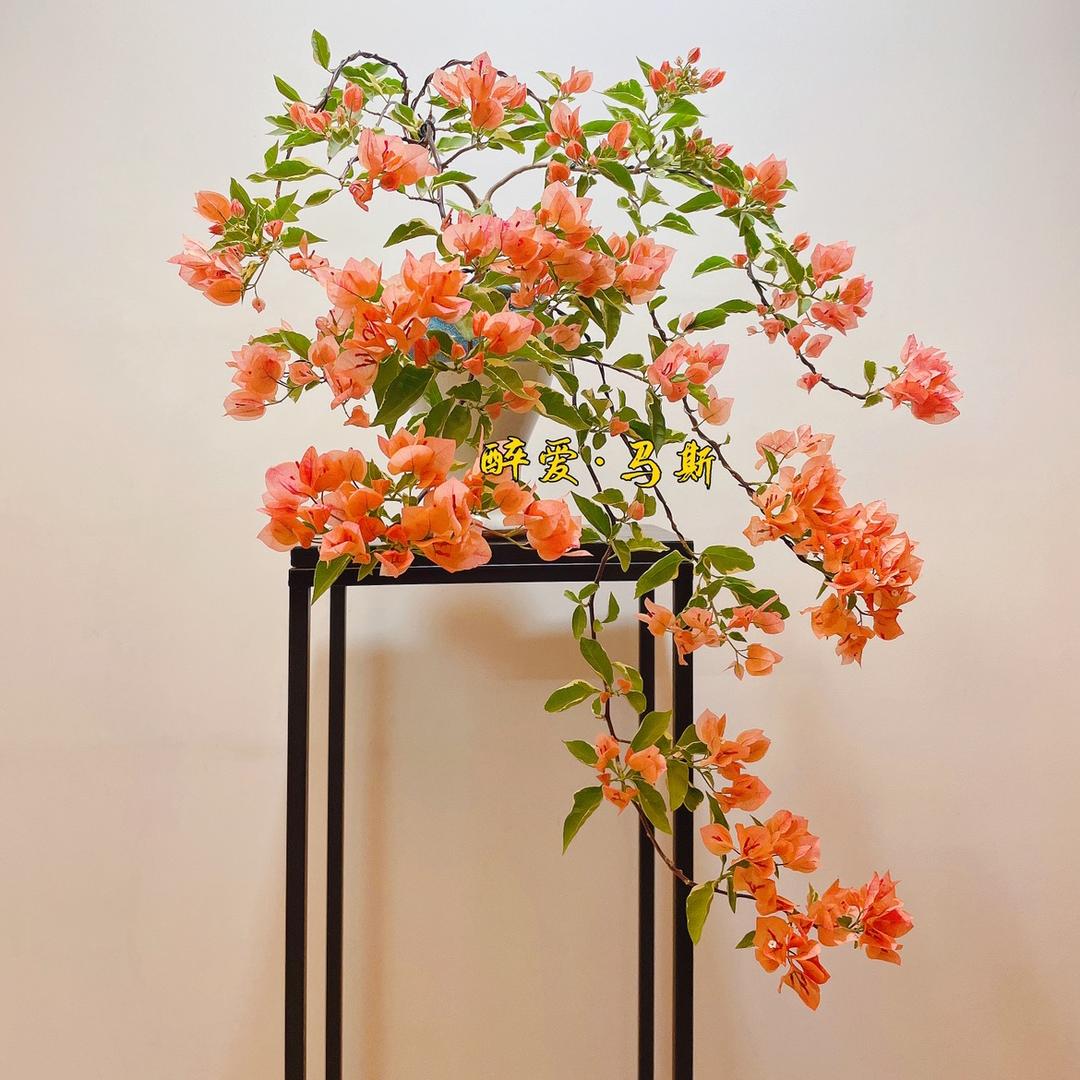 醉爱 ·阳台养花🌸