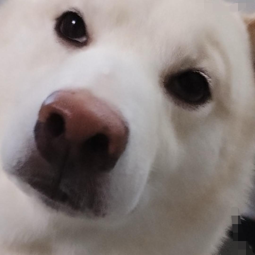 啵啵鱼