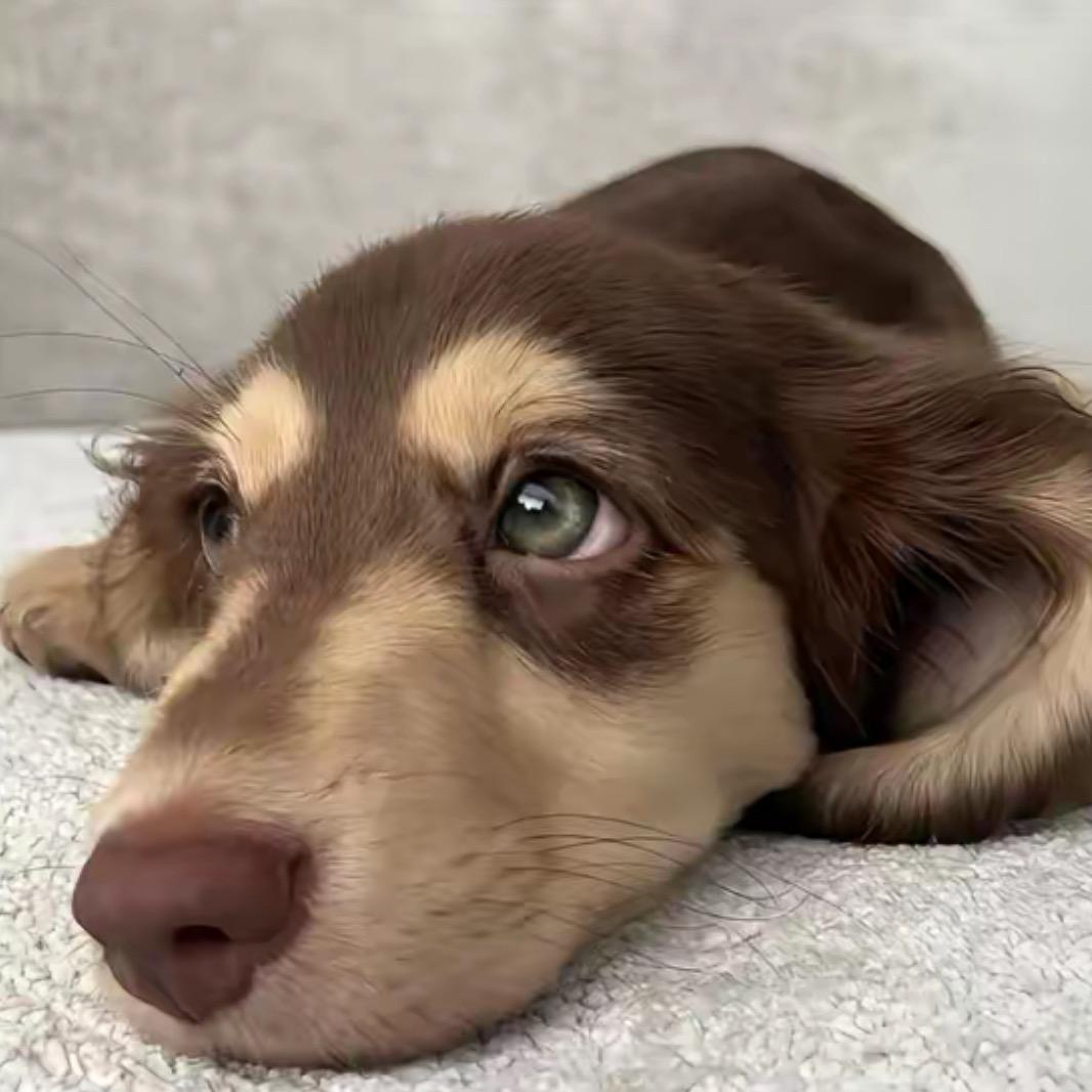 见你不用涂腮红