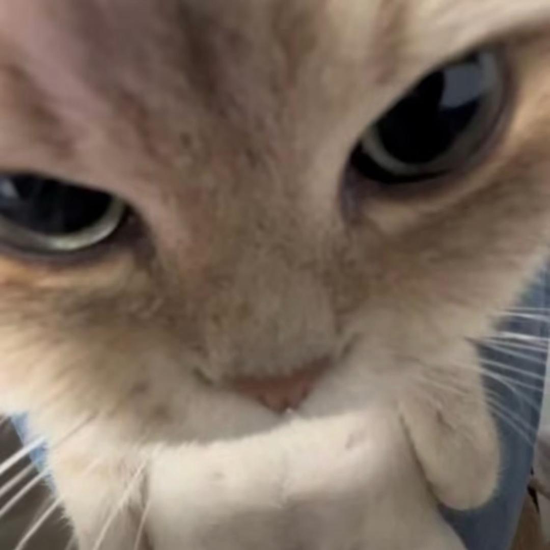 牛奶巧克力小笨b