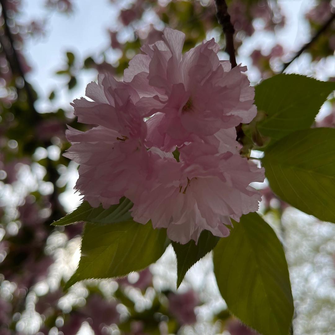 社工通关课堂史老师