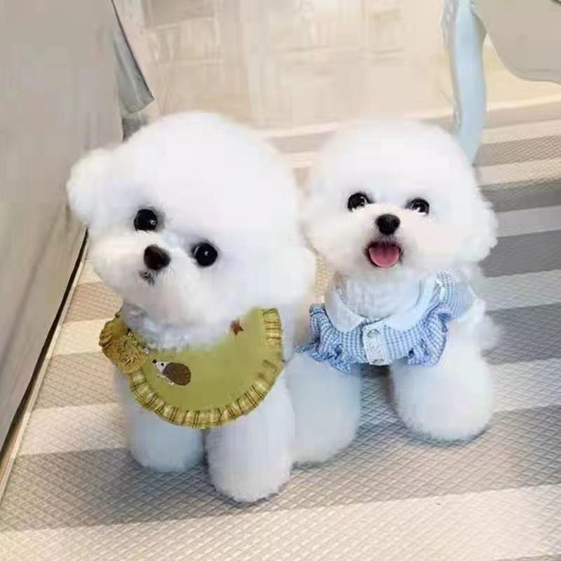 集圣宠物之家