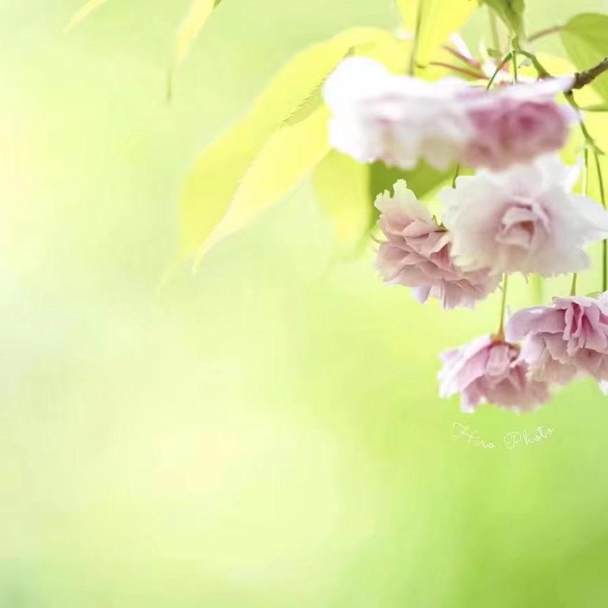绿叶🍃青青