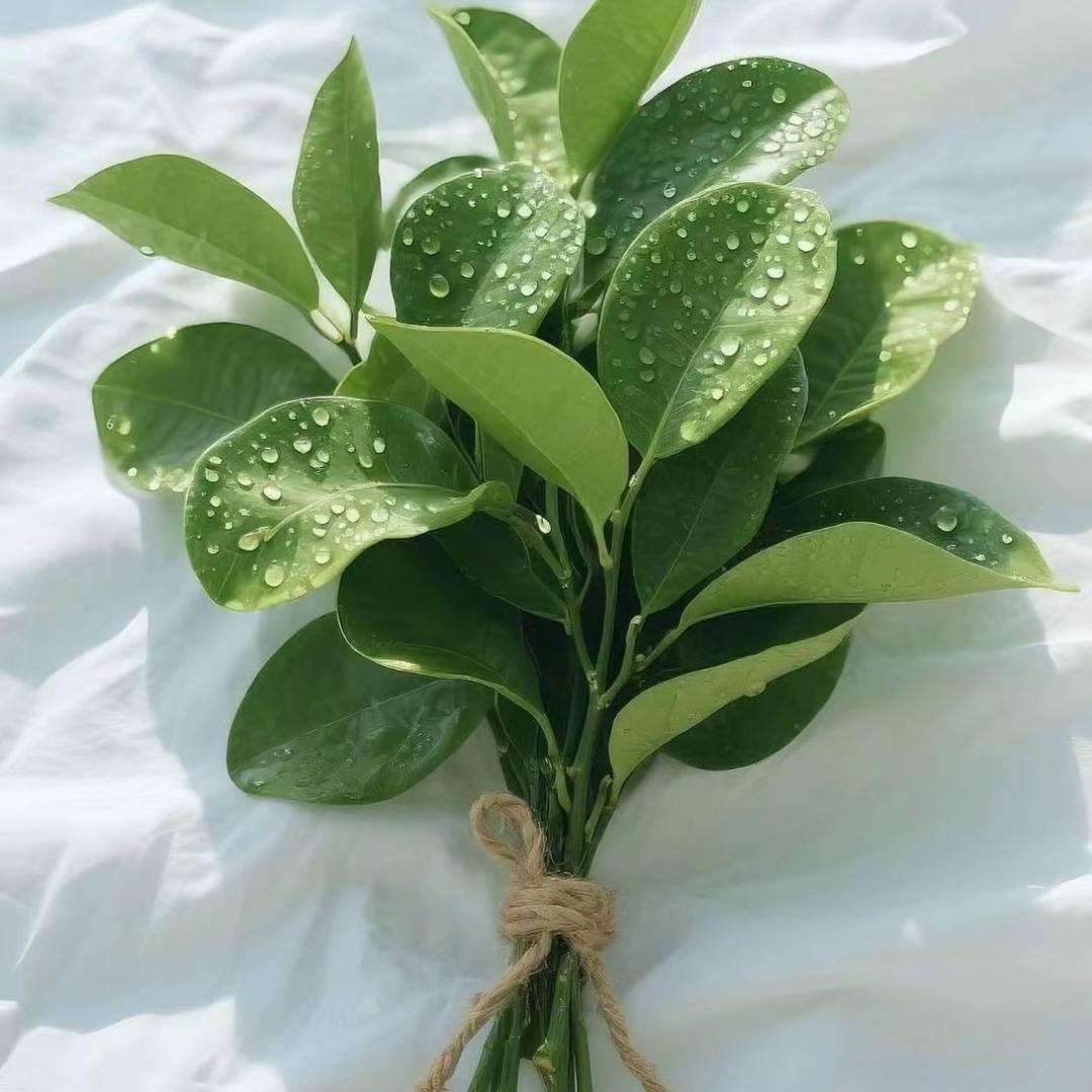 我脸¹点也不圆