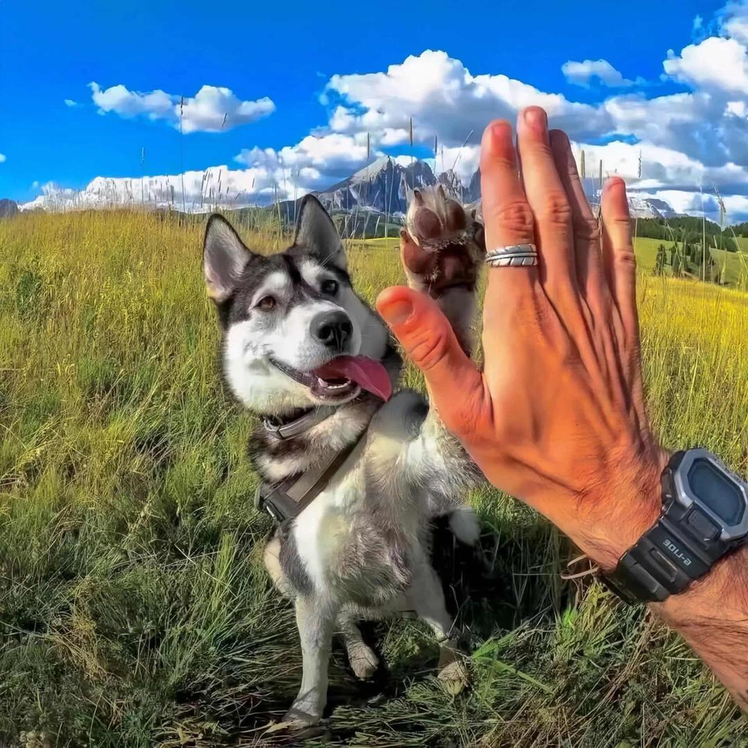 q