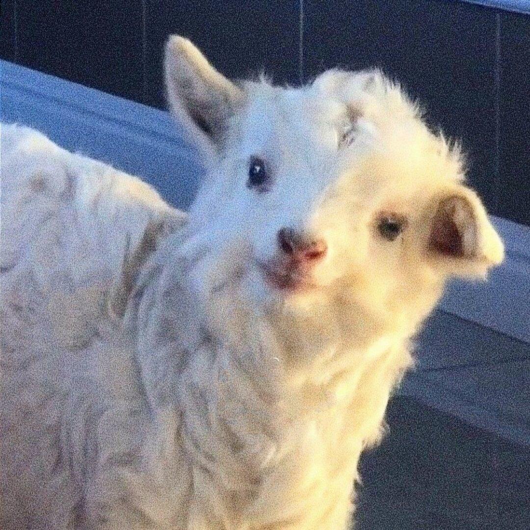 715