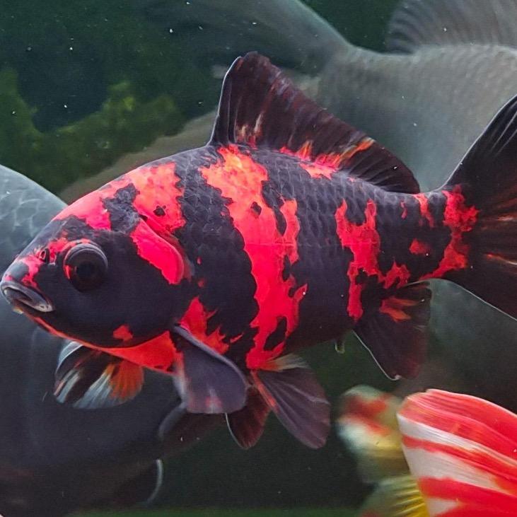 鱼你相遇精品草金