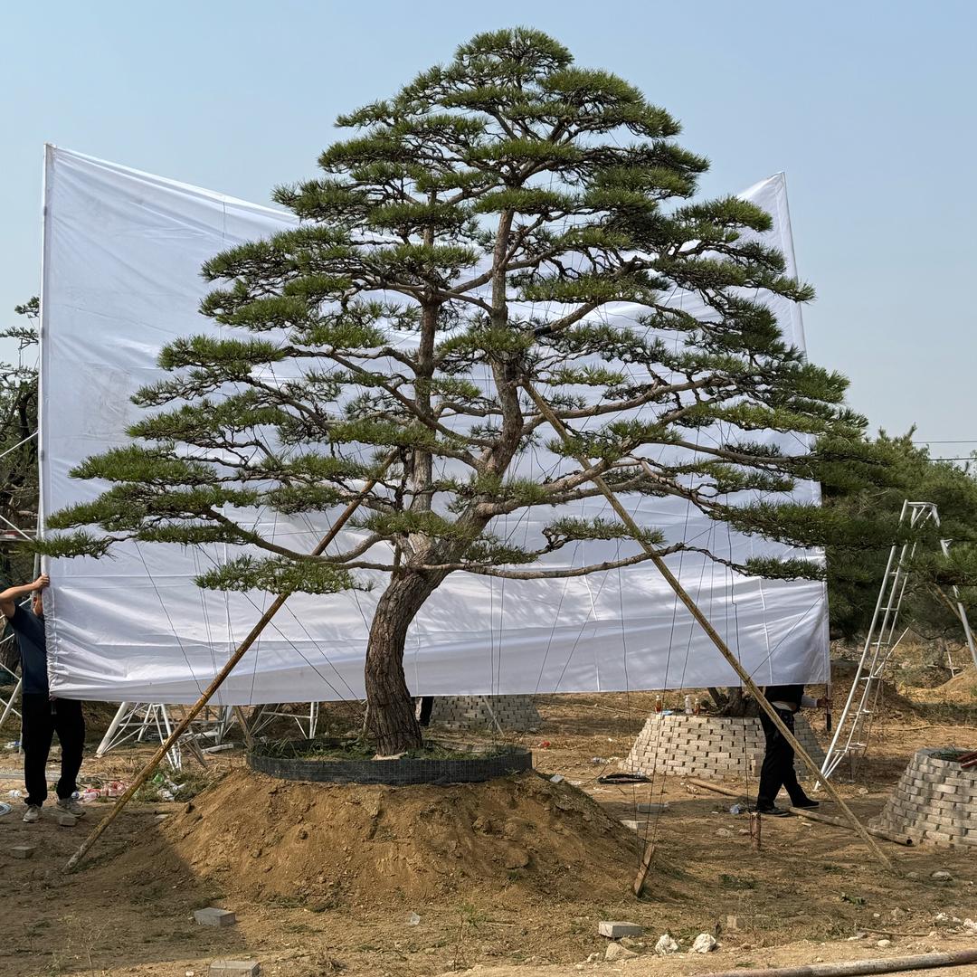 丛生欧洲白桦绚丽海棠基地