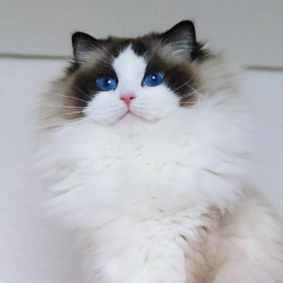 菲菲💗
