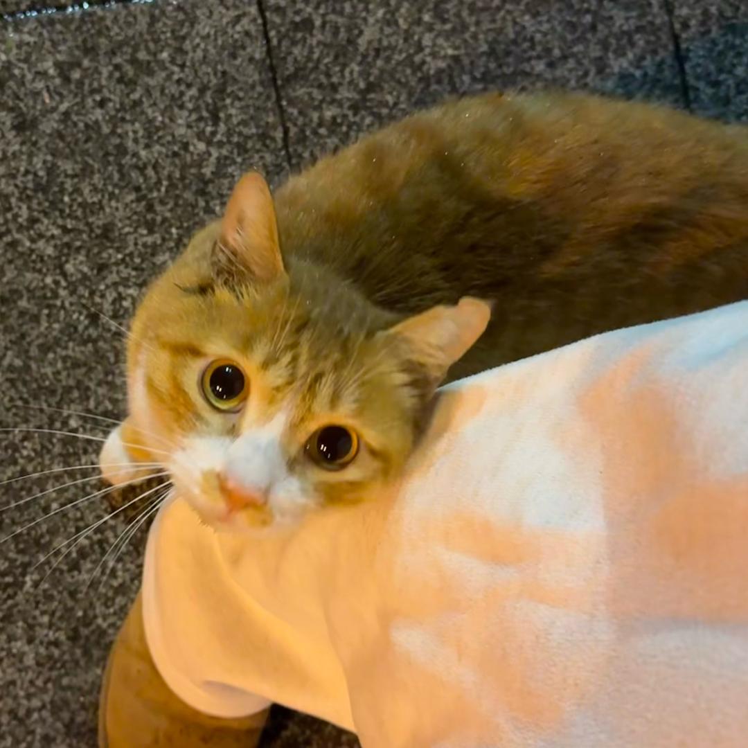 馒头狂热爱好者示范号