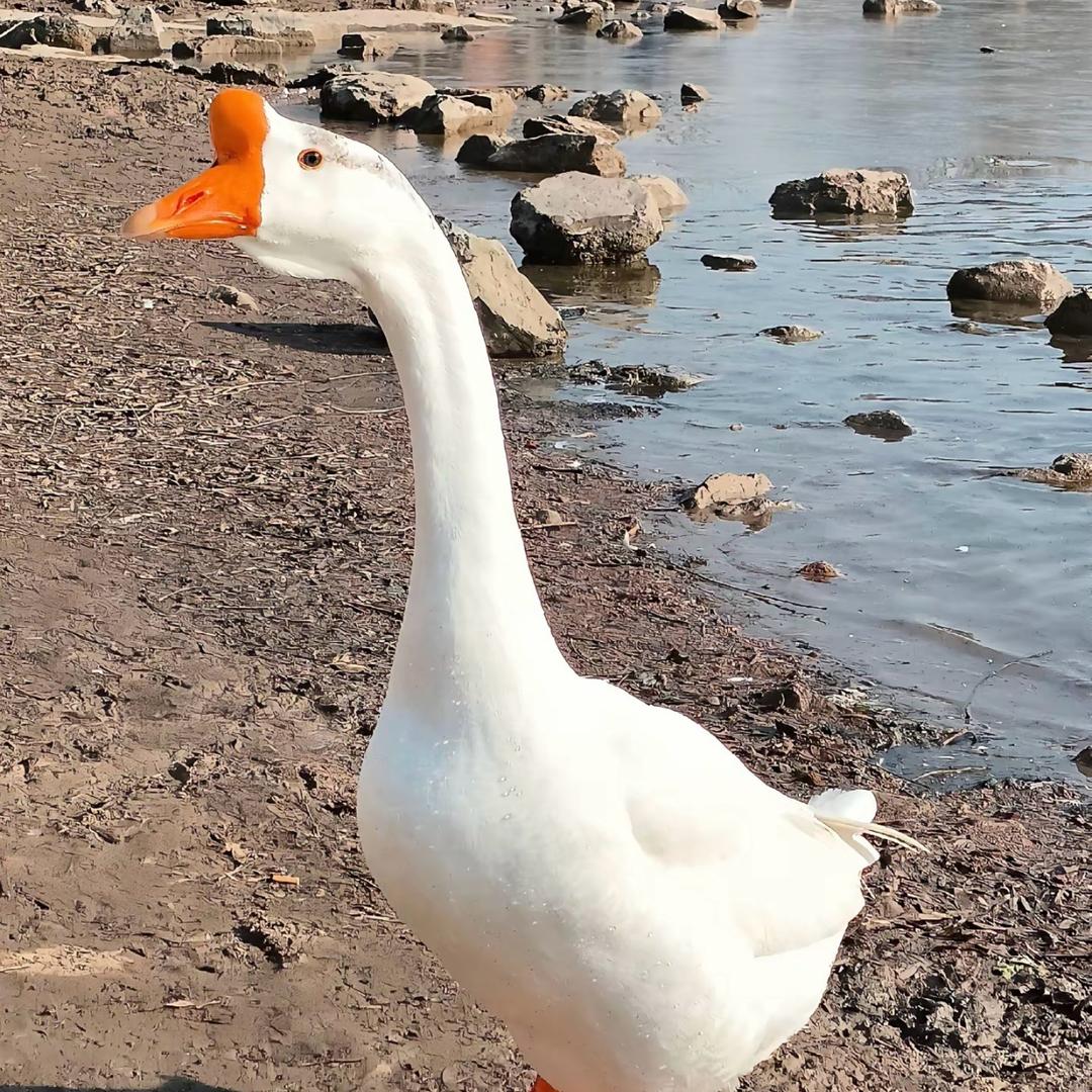 山东沐宸鹅业有限公司