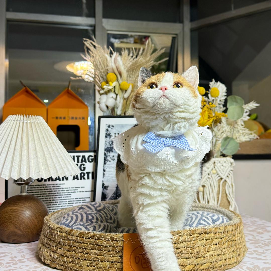 阿宝的猫
