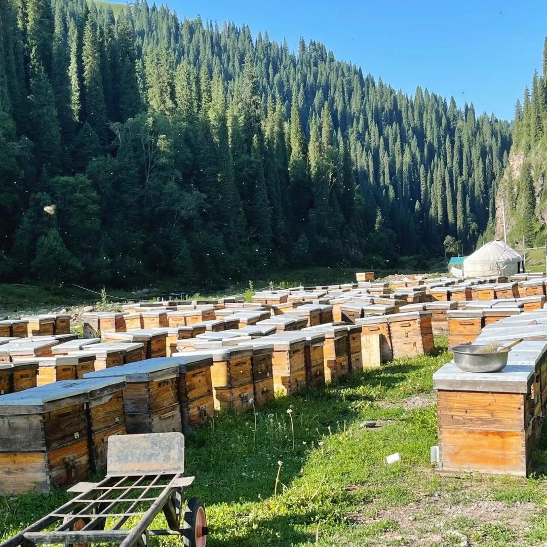 大山的悬崖蜂蜜