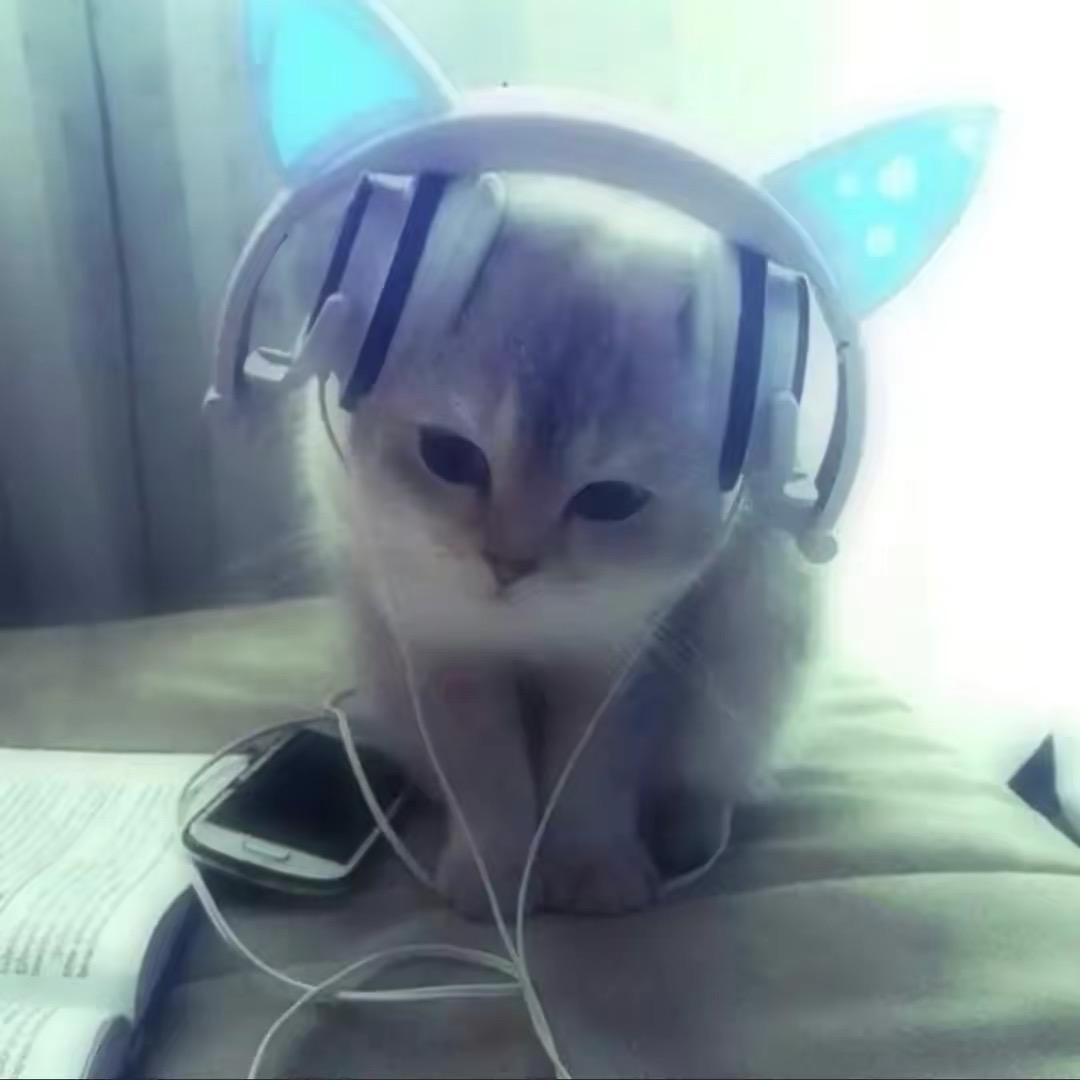 大耳猫