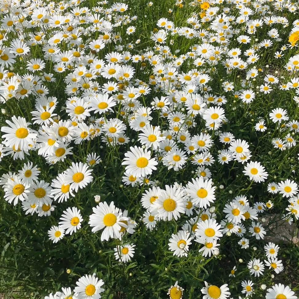 ༺ۣۖิ秋♡༒ᵗʷ🎧