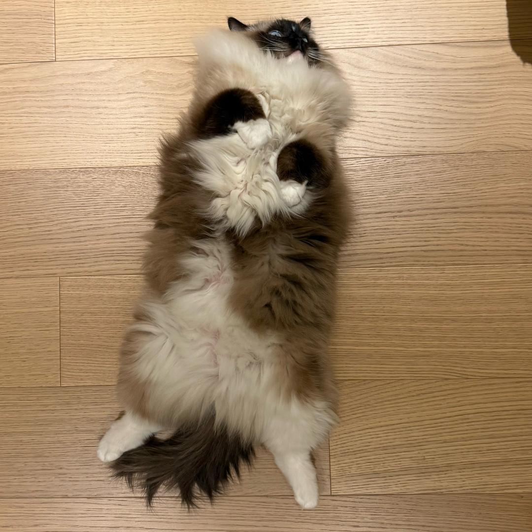 嘿嘿不跑酷