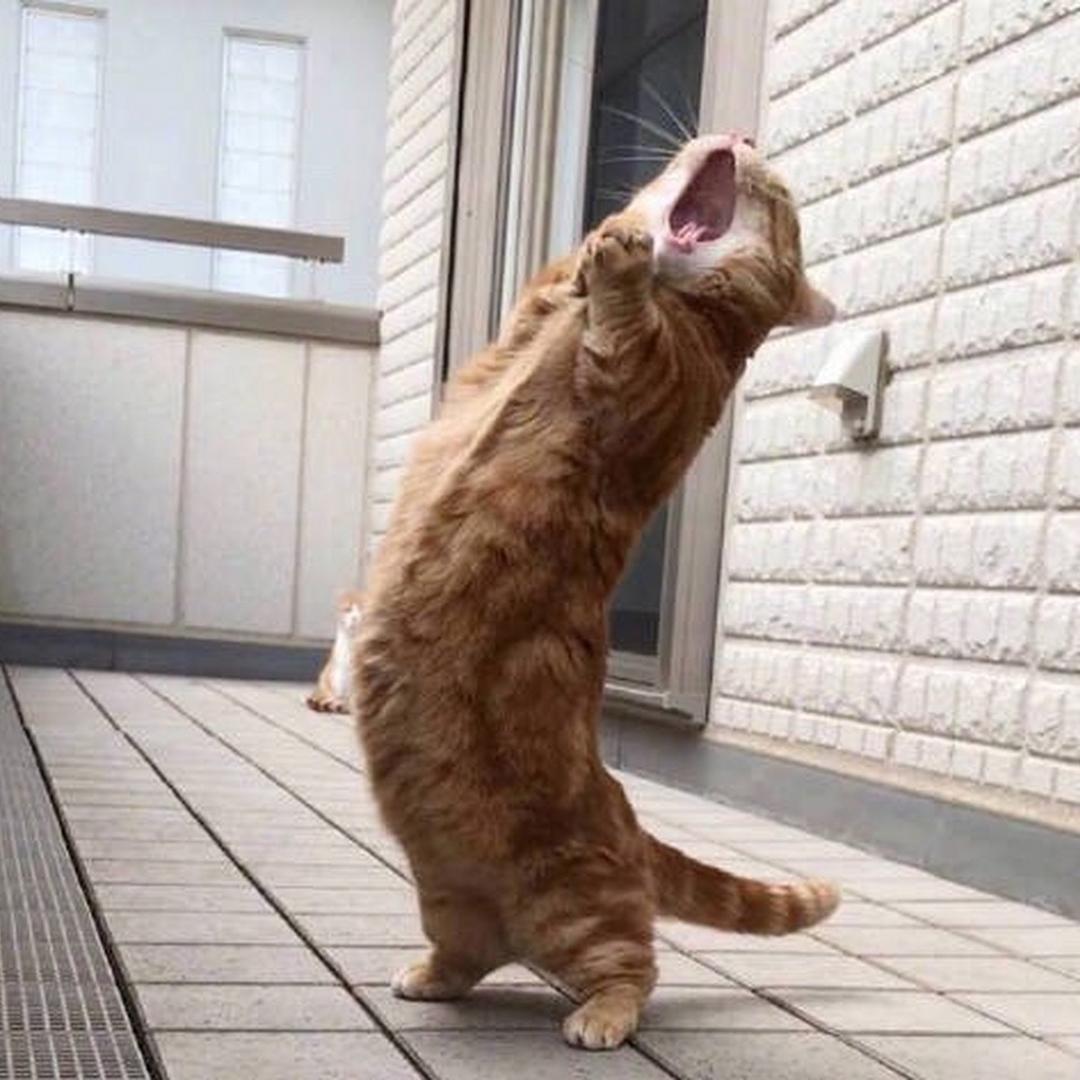 狗熊岭的大马猴