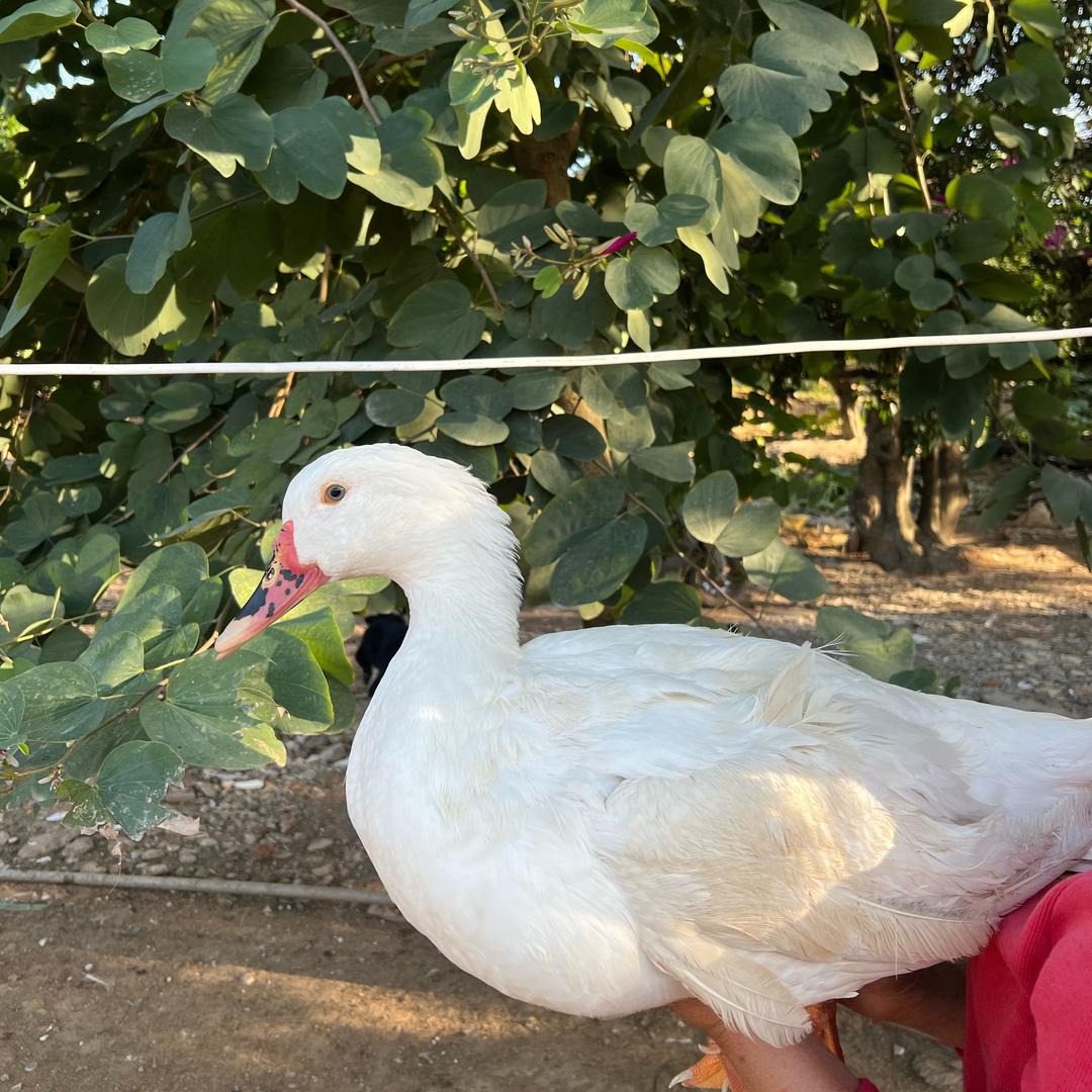 晨兴果园生态养殖