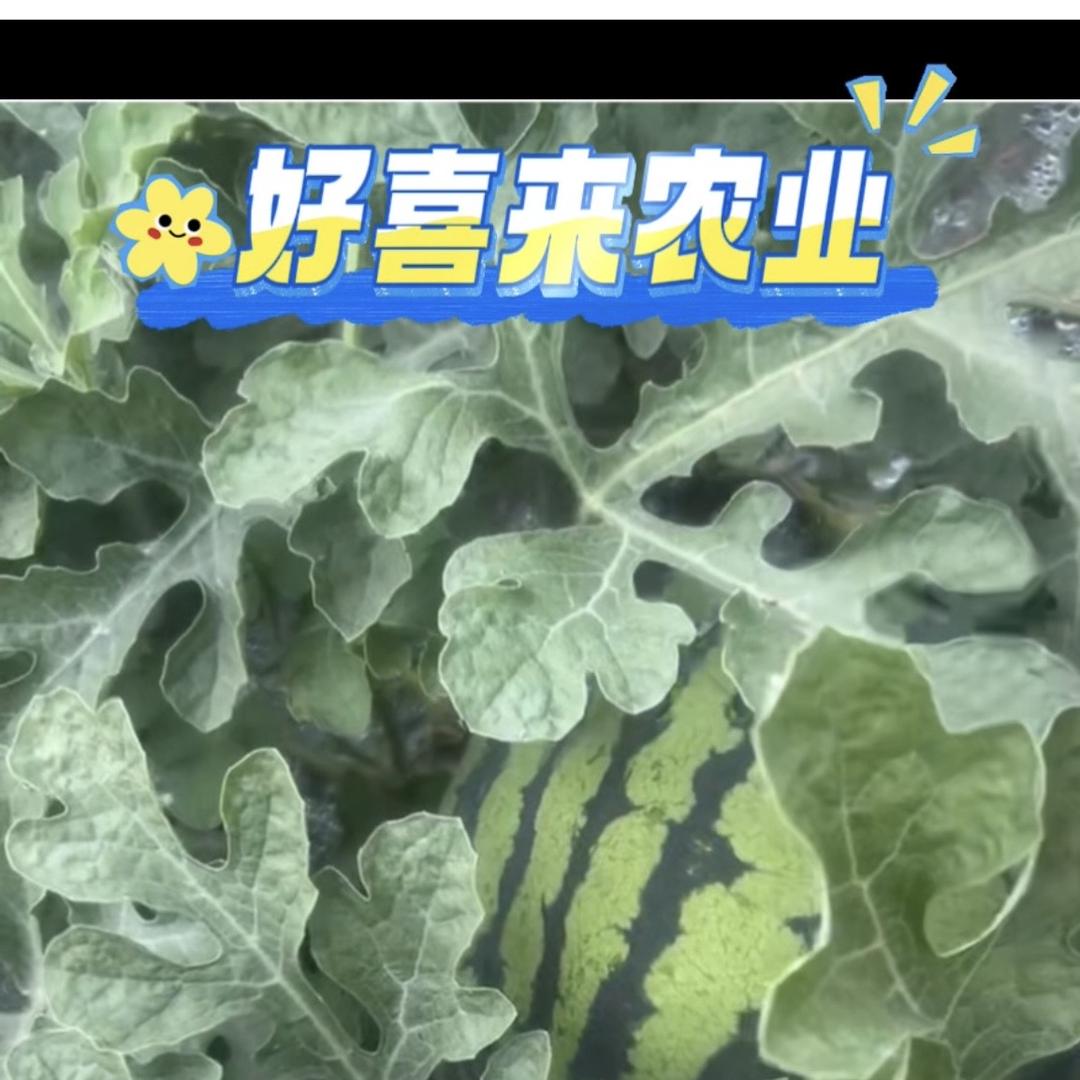 瓜农好喜来