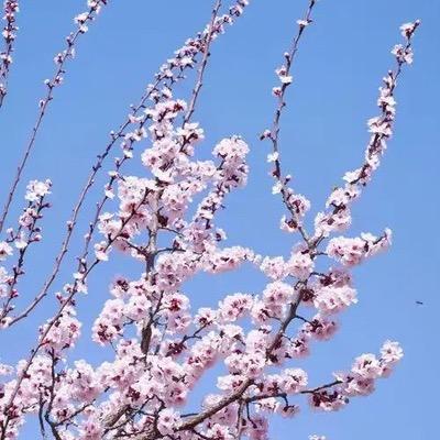 甜田