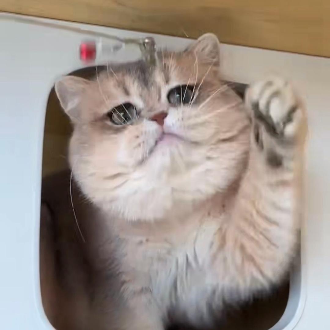 Kiki家的嘤嘤喵～