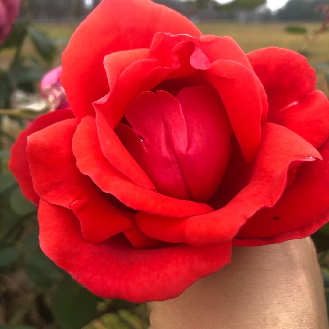 从此为你封❤️