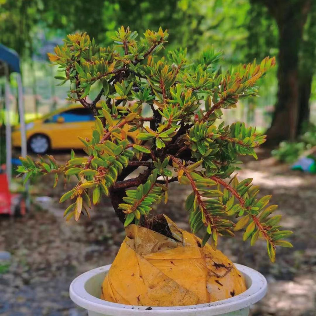 夏木绿植