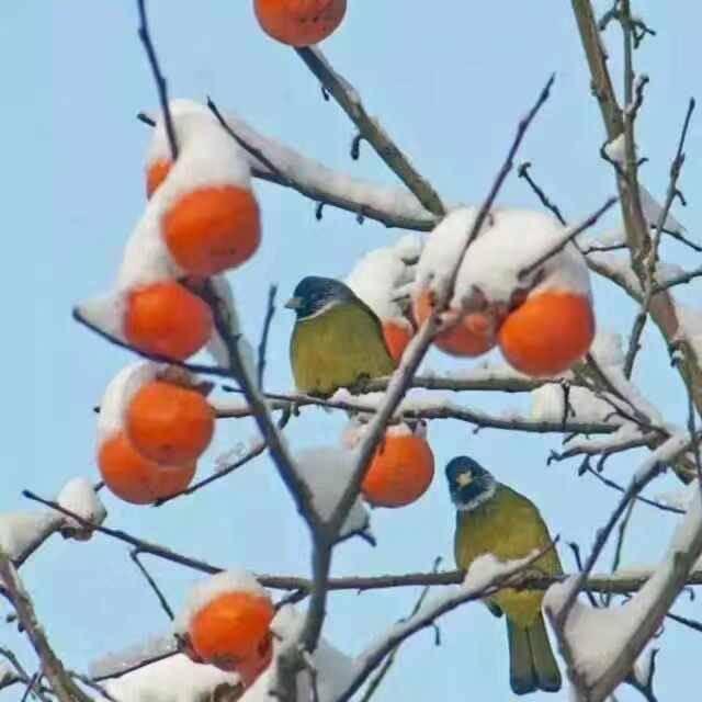 山哥