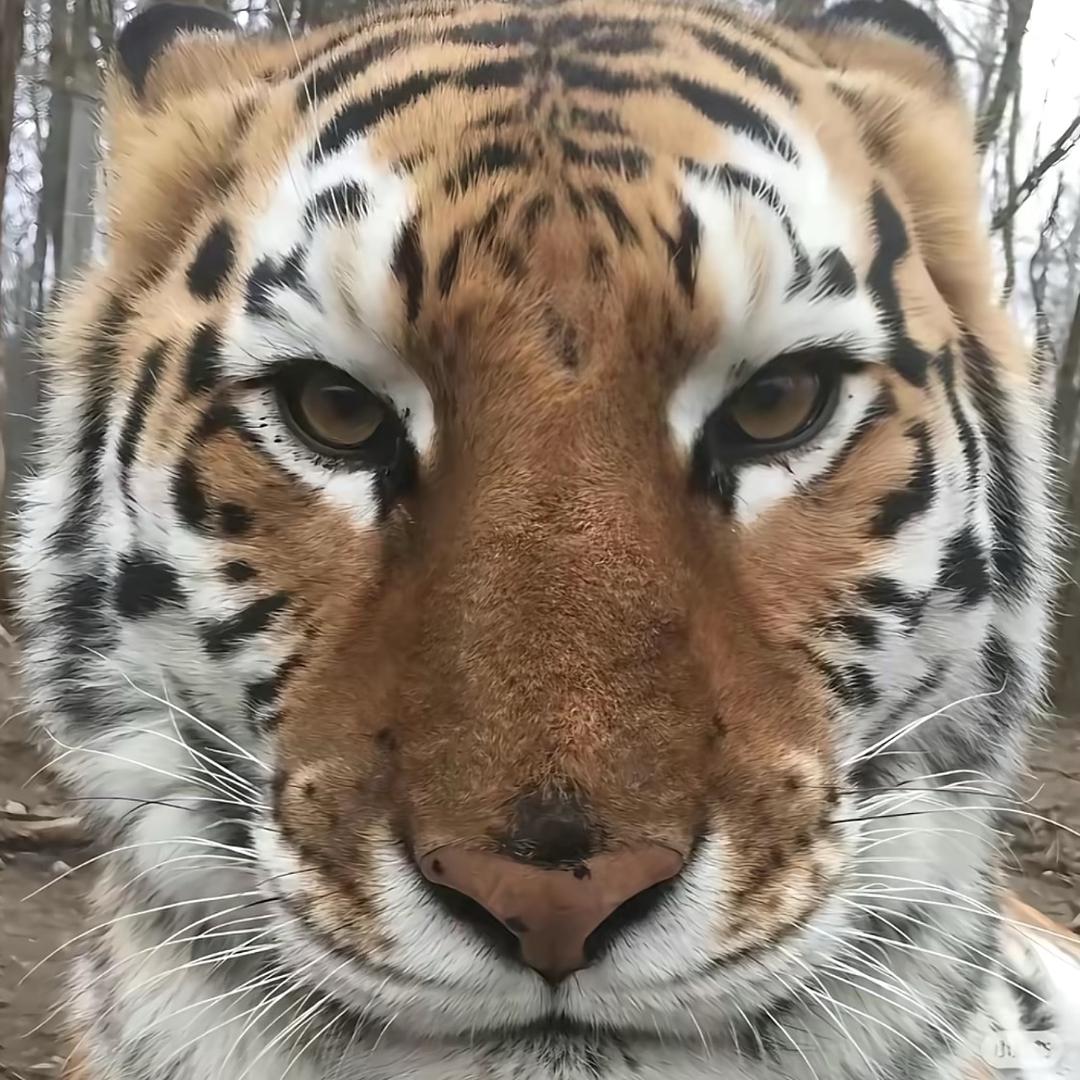 …….