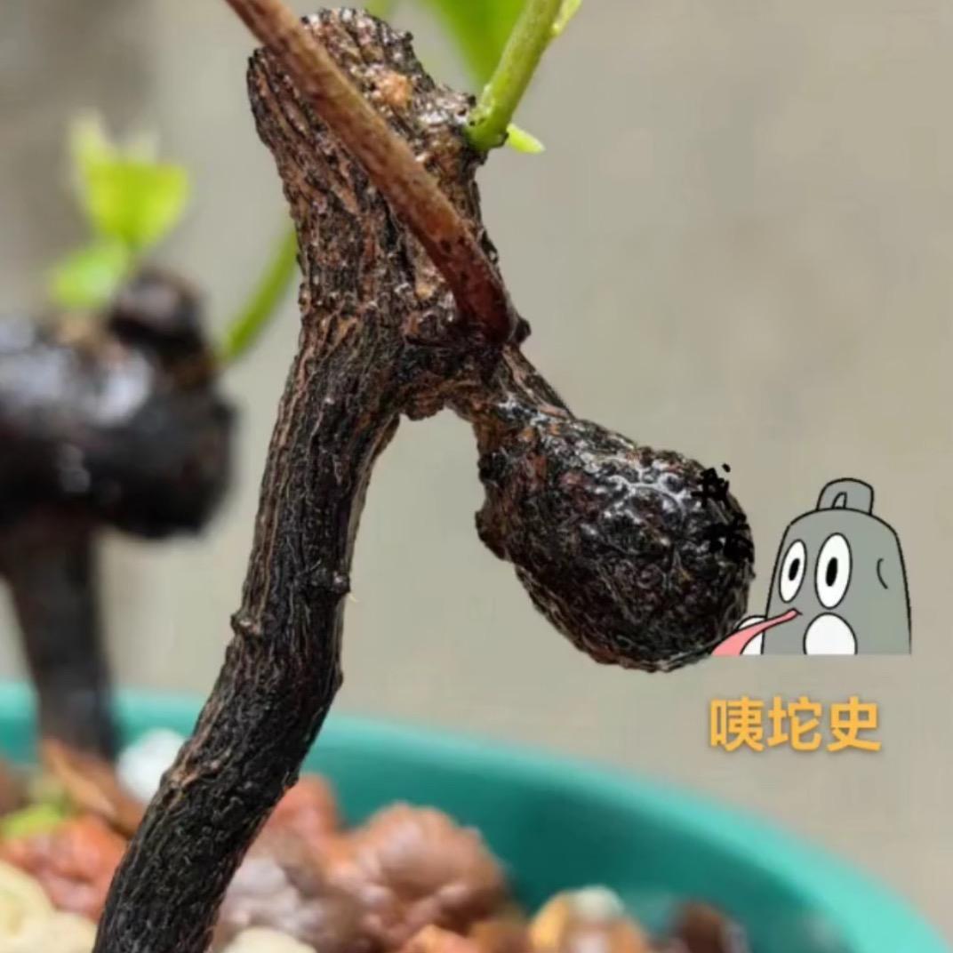 盘它