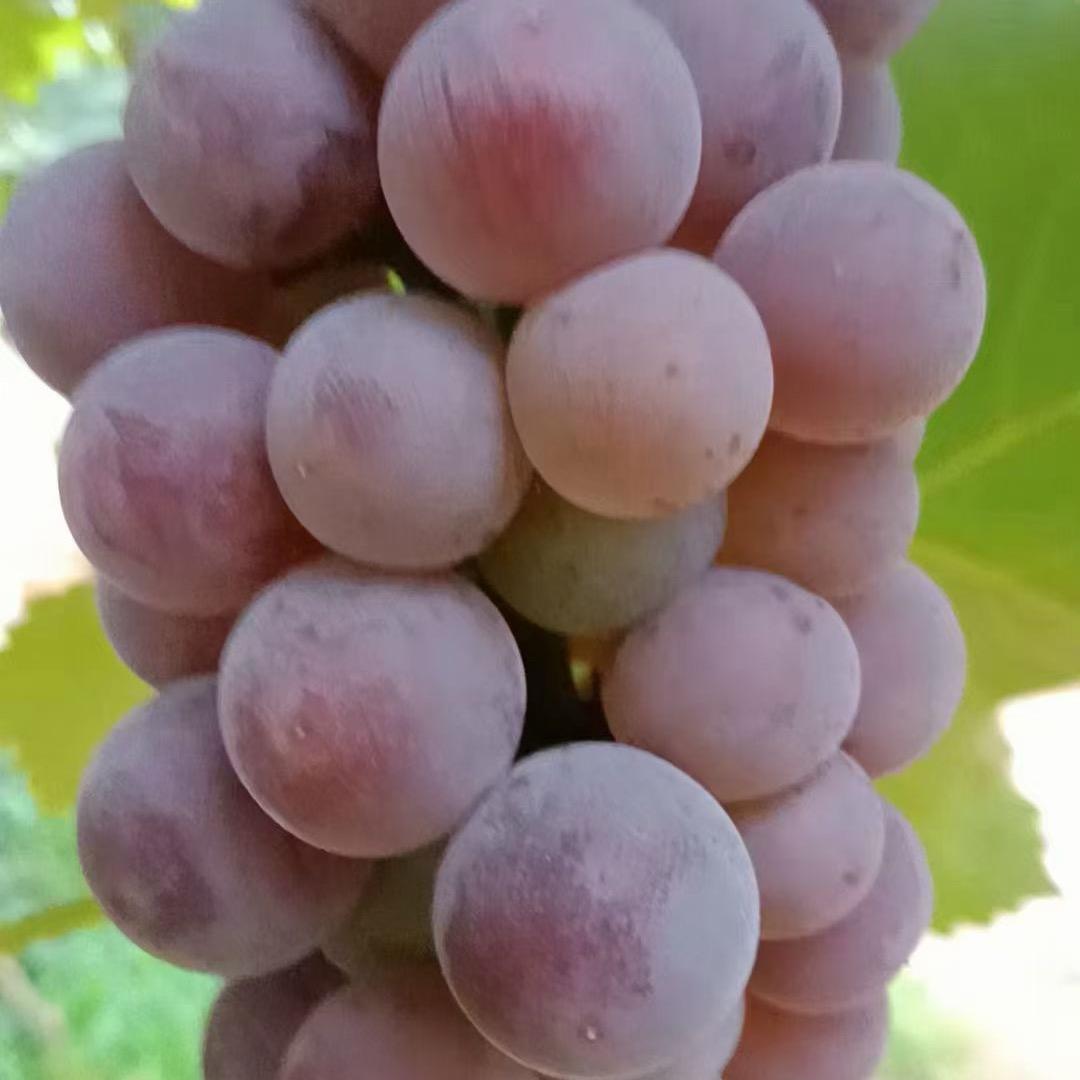 芳姐带你吃喝玩乐