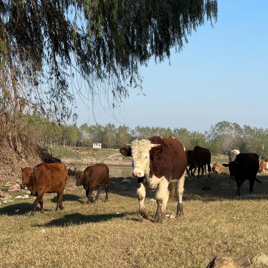 南县记事录（航拍）