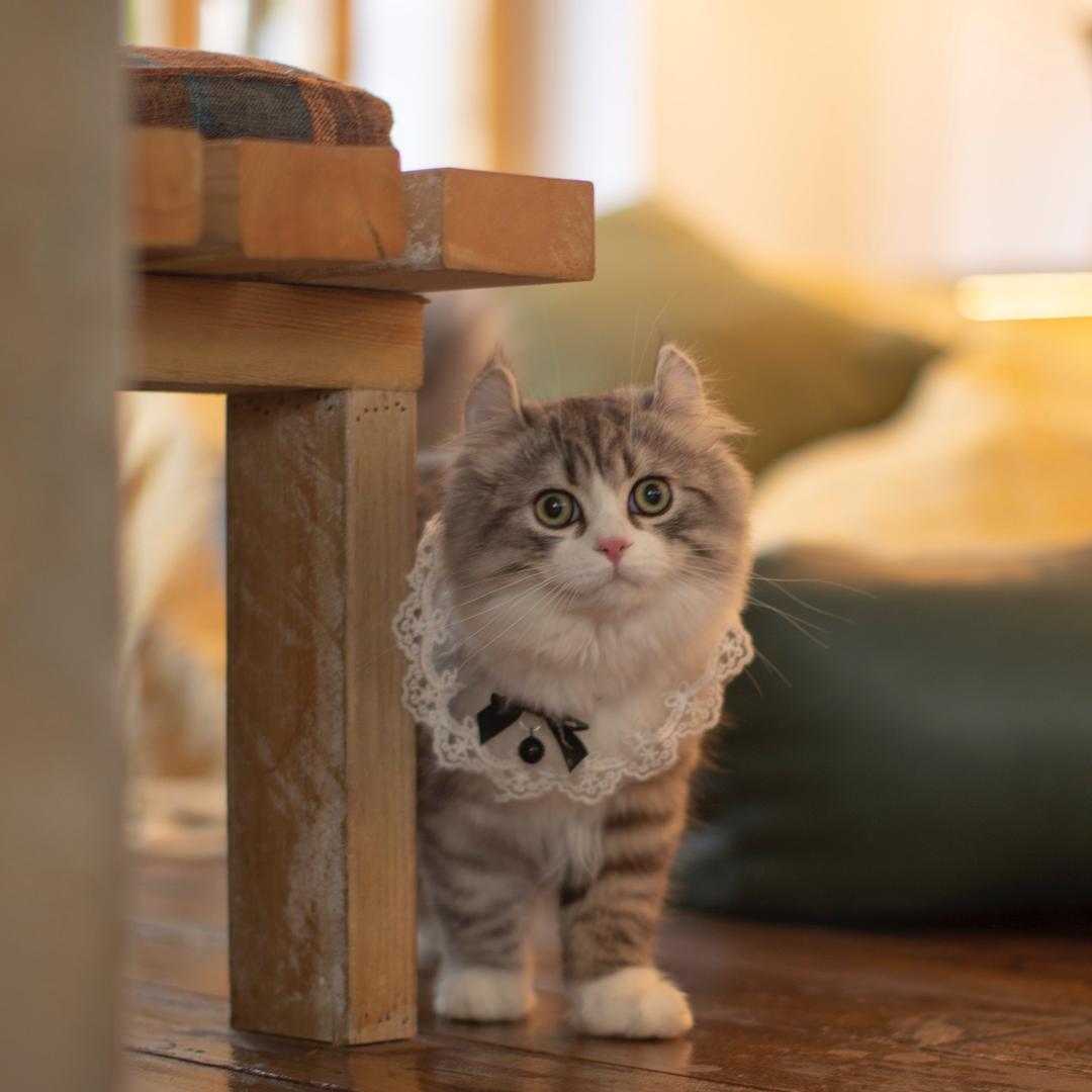 外星猫可乐正在摆烂