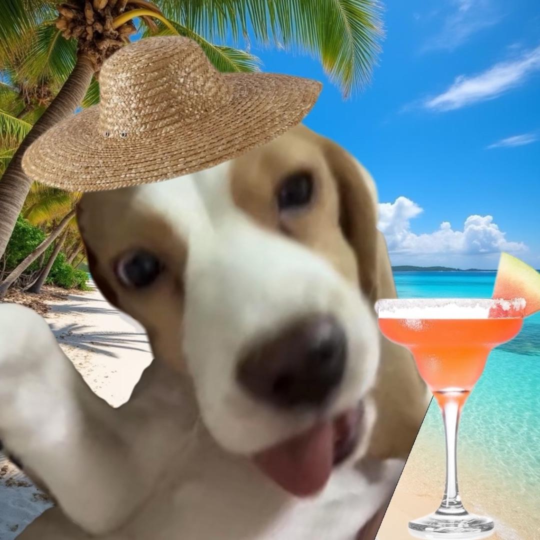 小金毛的世界刚下雨