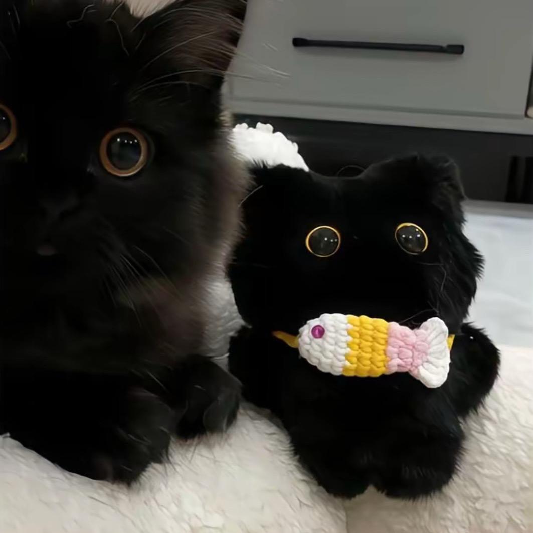 猫的专辑