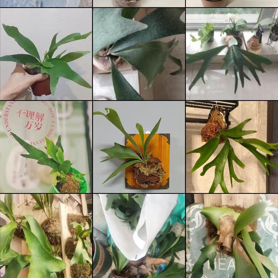 萱萱绿植
