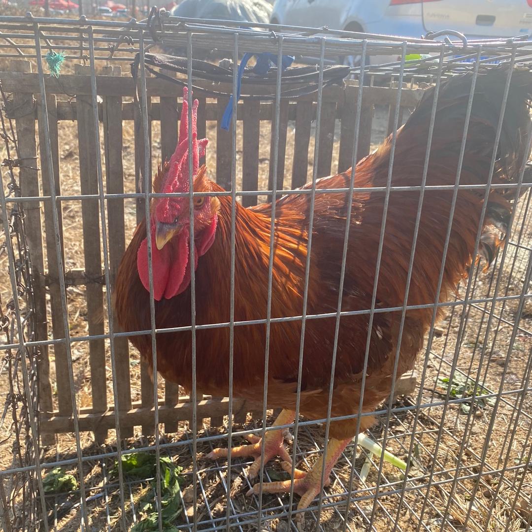 老李散养土鸡