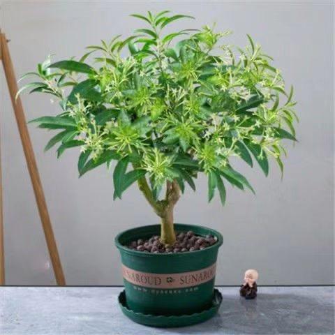 老刘绿植花卉园