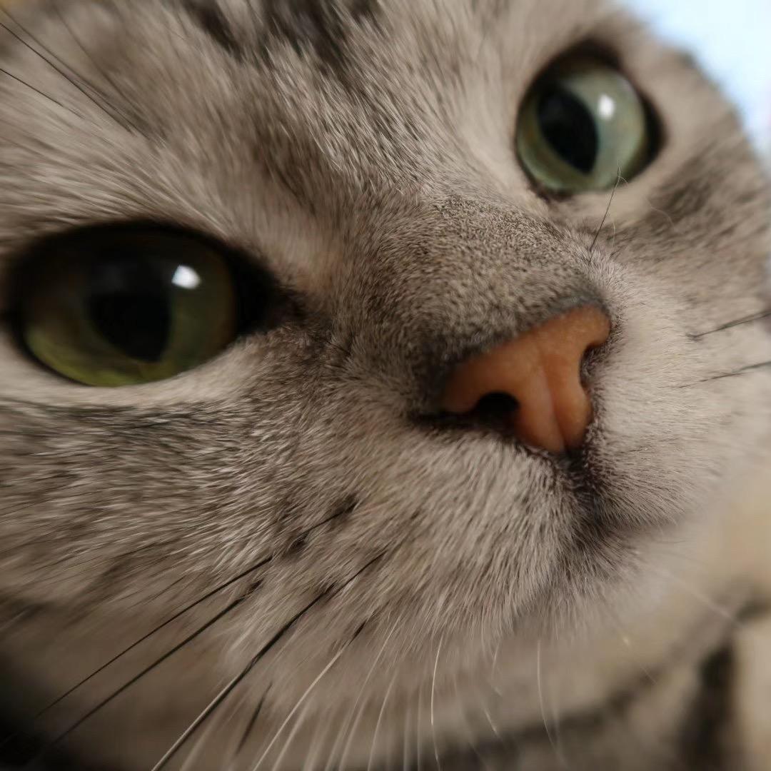 毛毛咪