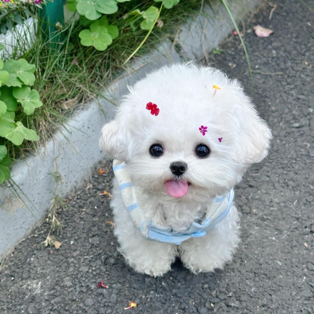 四小福犬业直播1️⃣号（每天23:10播