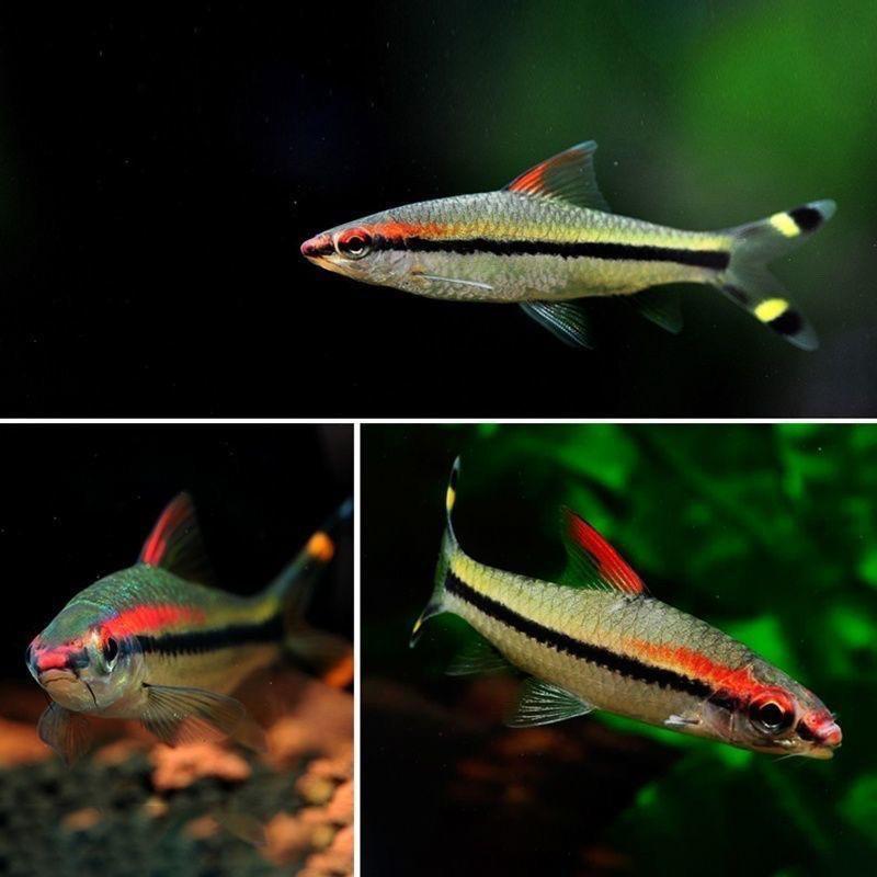 小小鱼观赏鱼的头像