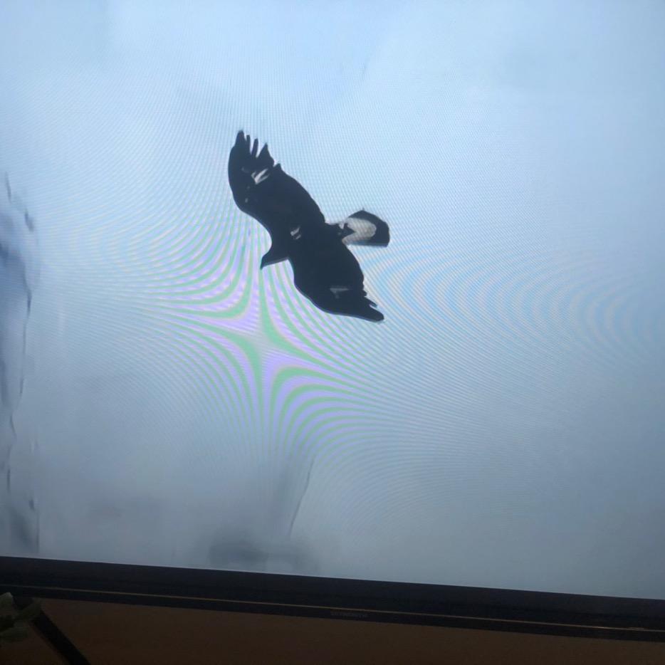 笑靥