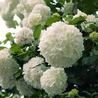花花源