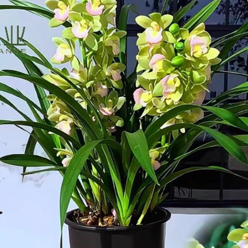 相约花卉绿植园艺